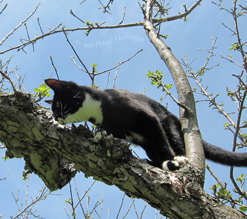 Jimi in the apple tree