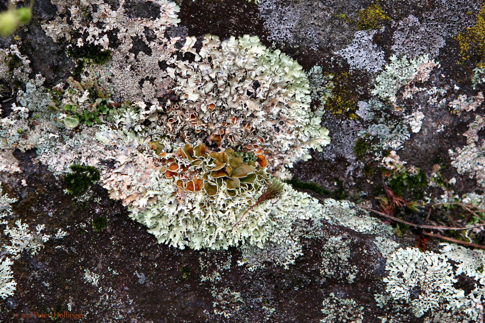 Lichen