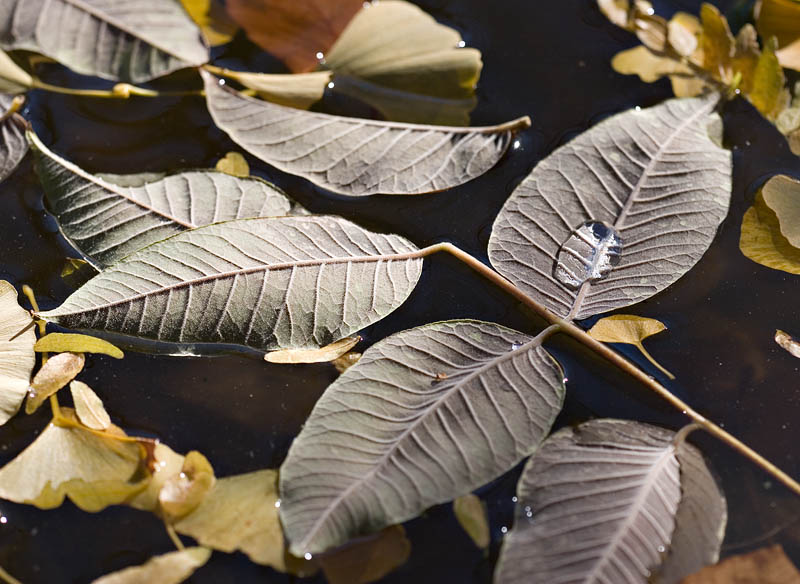 Leaves on Pond