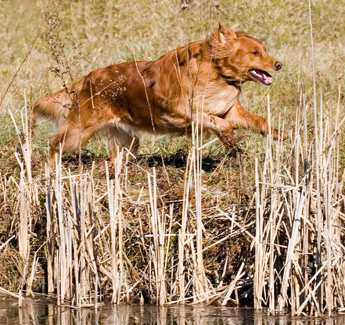 Happy Dog