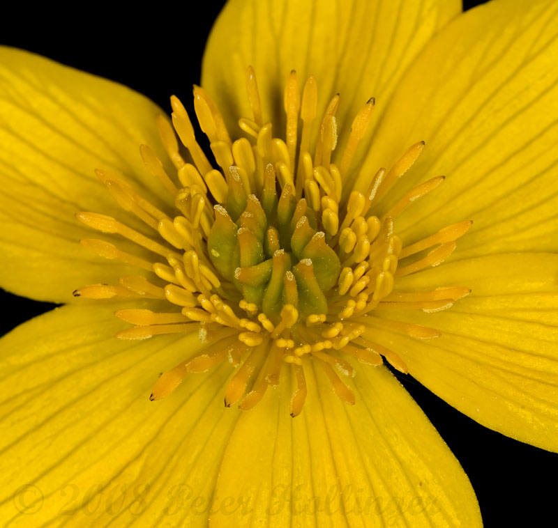 Marsh Marigold Closeup