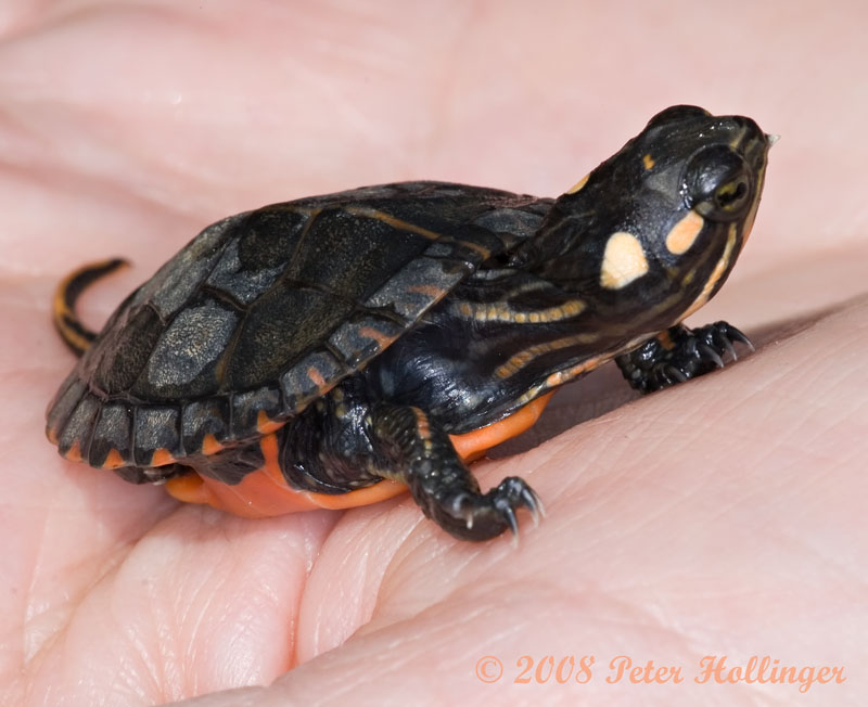 Baby Painted Turtle with Egg Tooth