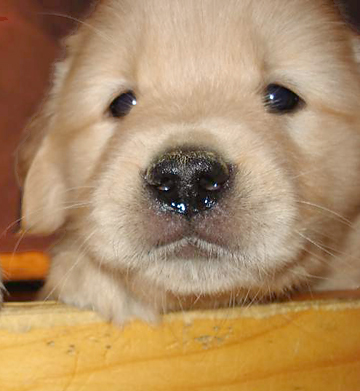 A wet nose