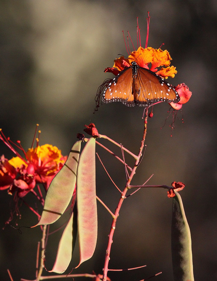 Fall Plant With Butterfly IMG_5595.jpg