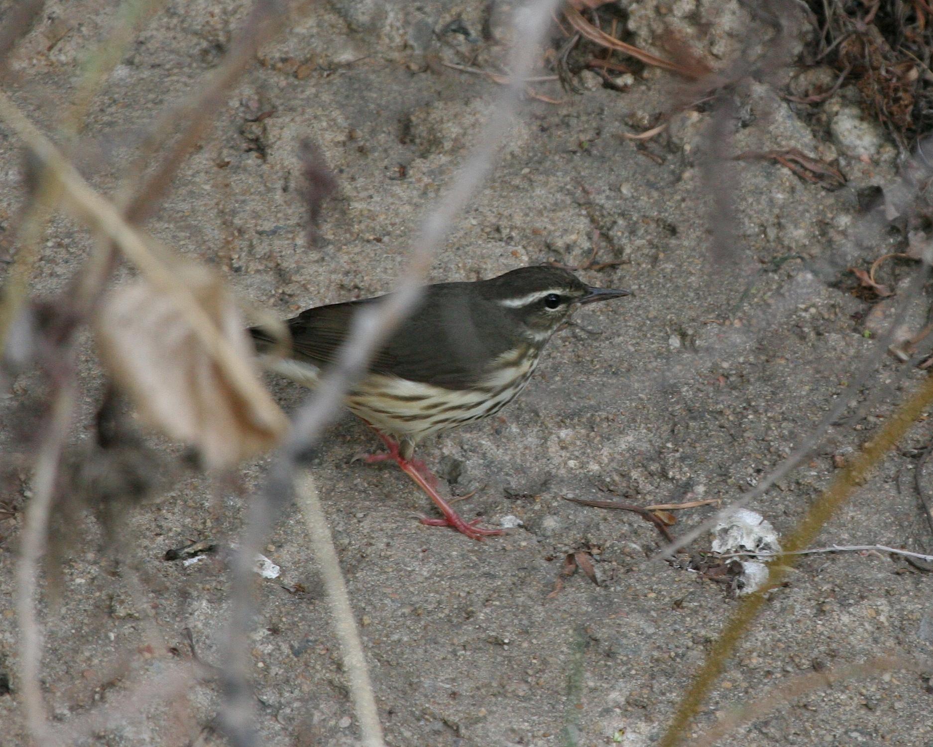 Louisiana Waterthrush