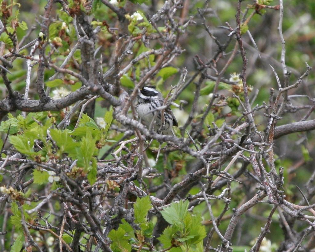 Black-throated Gray Warbler