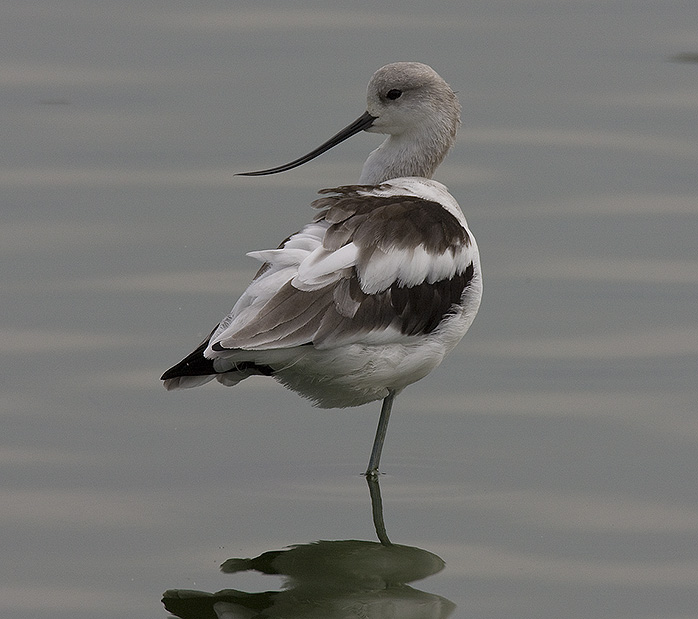 American Avoset,nonbreeding female on one leg
