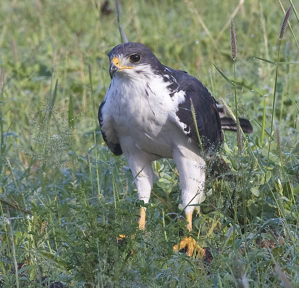 Auger Buzzard