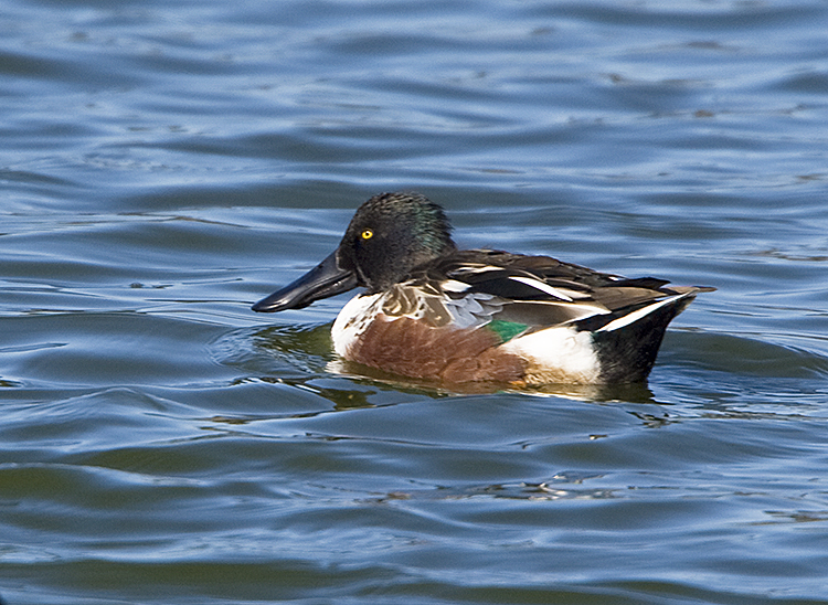 Northern Shoveler male