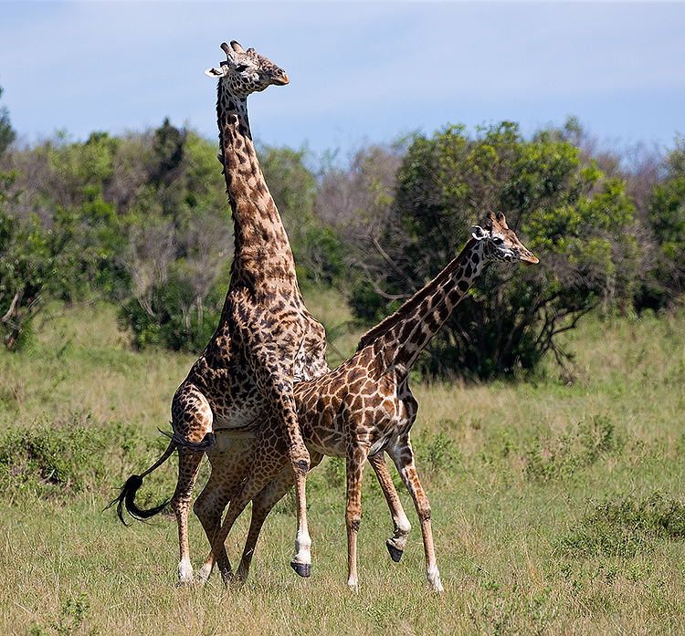 Giraffes conceiving