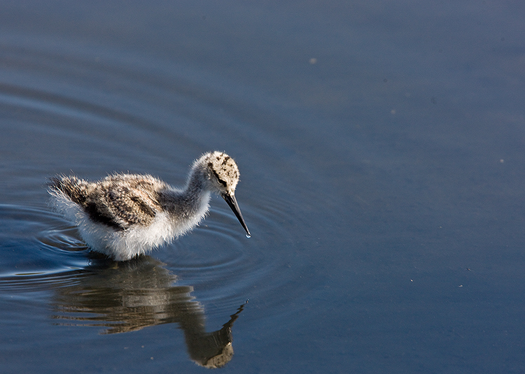 American Avocet baby