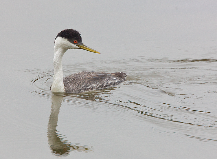 Western Grebe