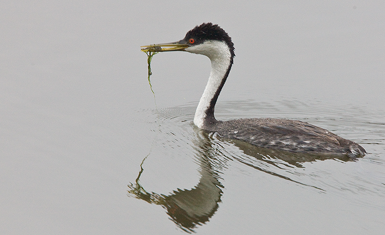 Western Grebe with food