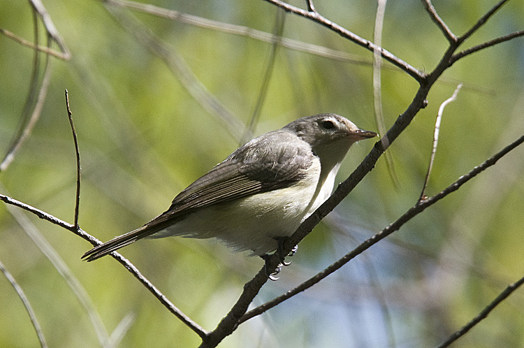 Warbling Vireo
