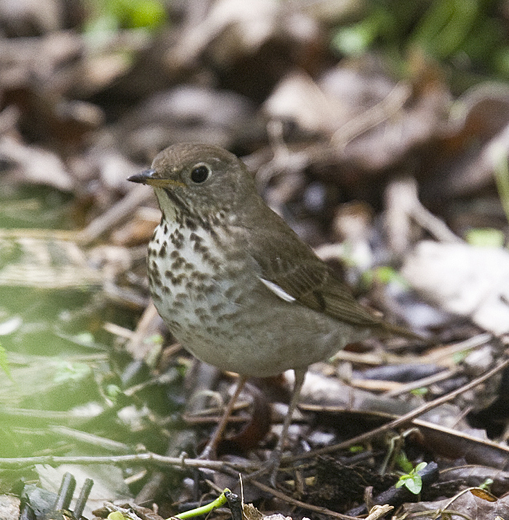 Veery