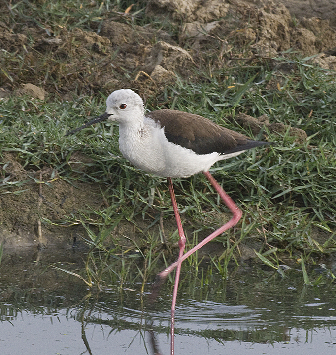 Black-shouldered Stilt
