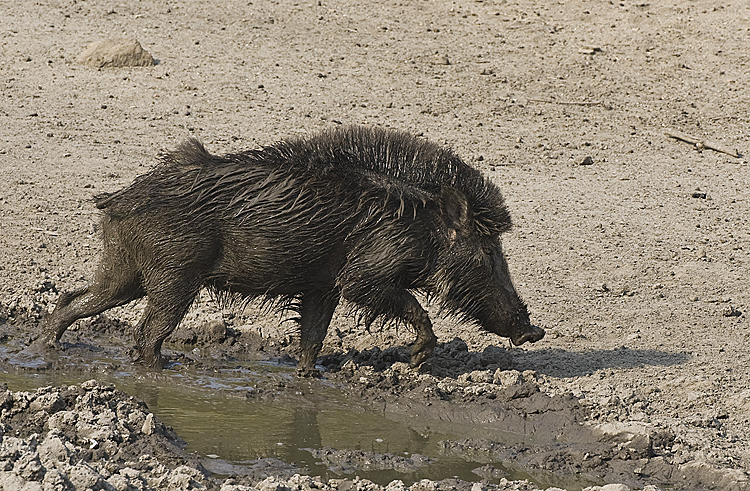 Wild Pig