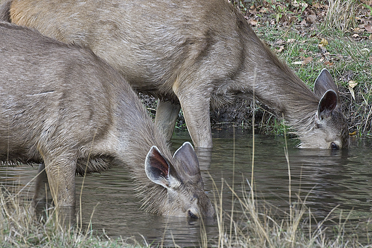 Sambar