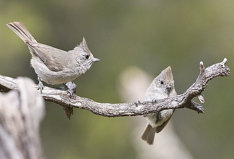 Oak Titmice