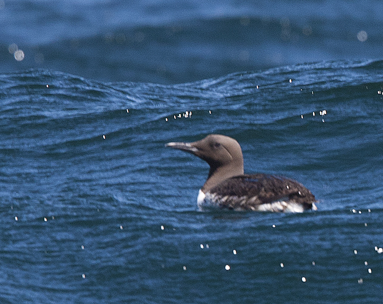 Common Murre