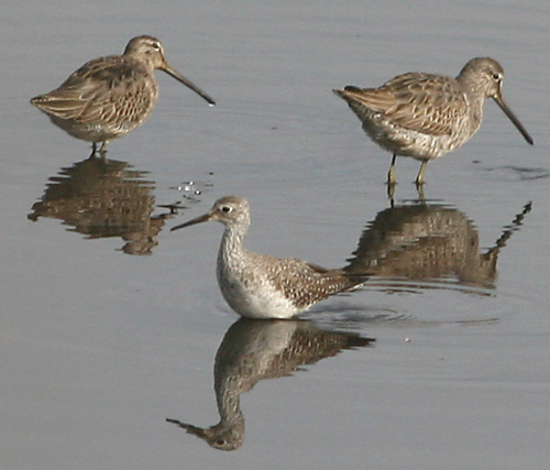 Long-billed Dowitchers with a Greater Yellowlegs