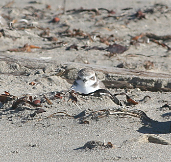 Snowy Plover