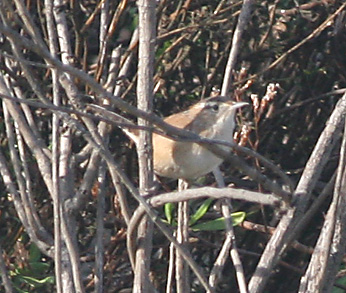 Marsh Wren