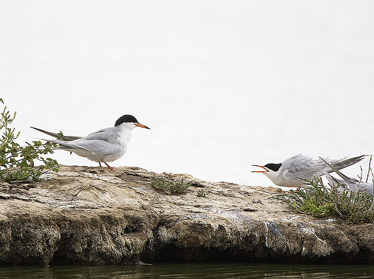 Dispute among Forsters Terns