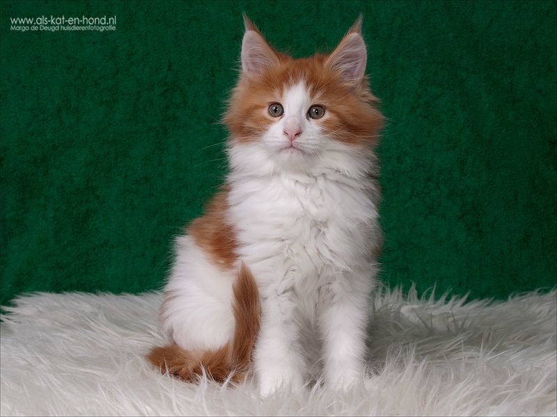 Tommy - 9 weeks