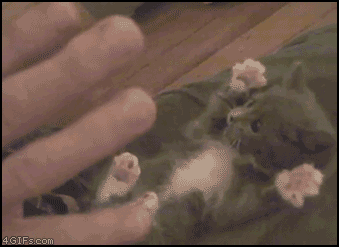 Kittensurprise.gif