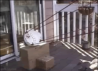 006368.gif