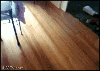 FGCatBowling.gif
