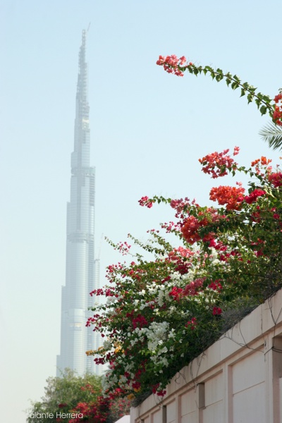 Burj Dubai (Torre Califa) Edificio Mas Alto del Mundo (828 mts, Enero 2010.)