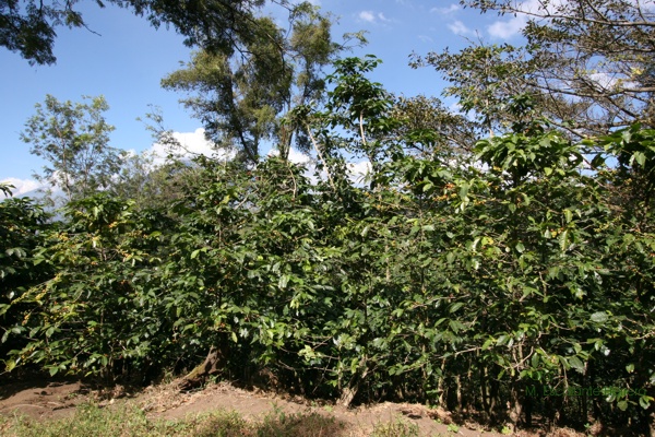 Las Fincas de Cafe son Comunes en el Municipio