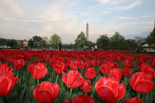 Tulipanes en Primavera Cercanos a la Casa Blanca
