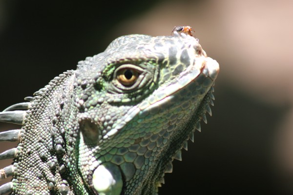 Detalles de una Iguana Adulta