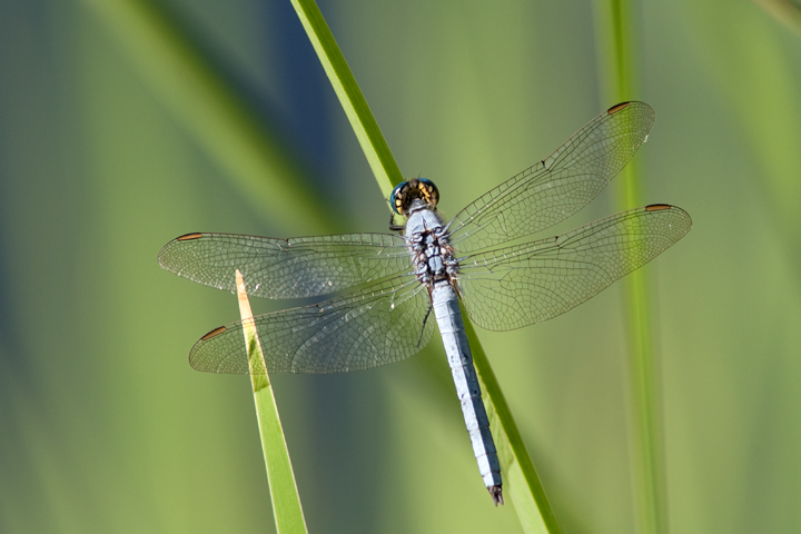 Western Pondhawk Dragonfly