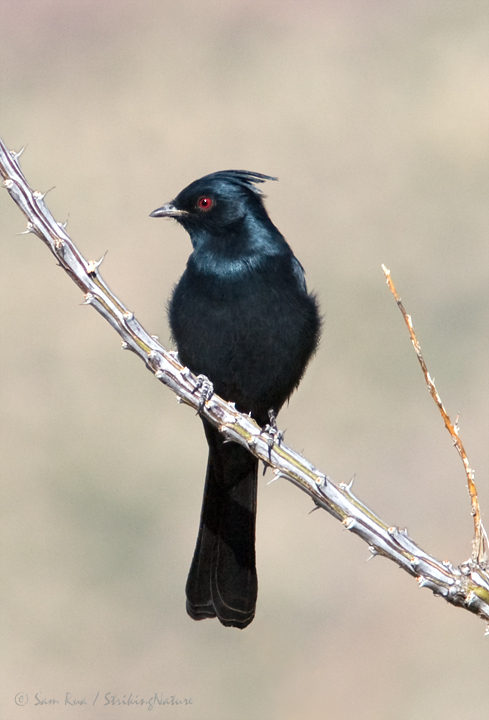 Phainopepla (a.k.a. Silky Flycatcher)