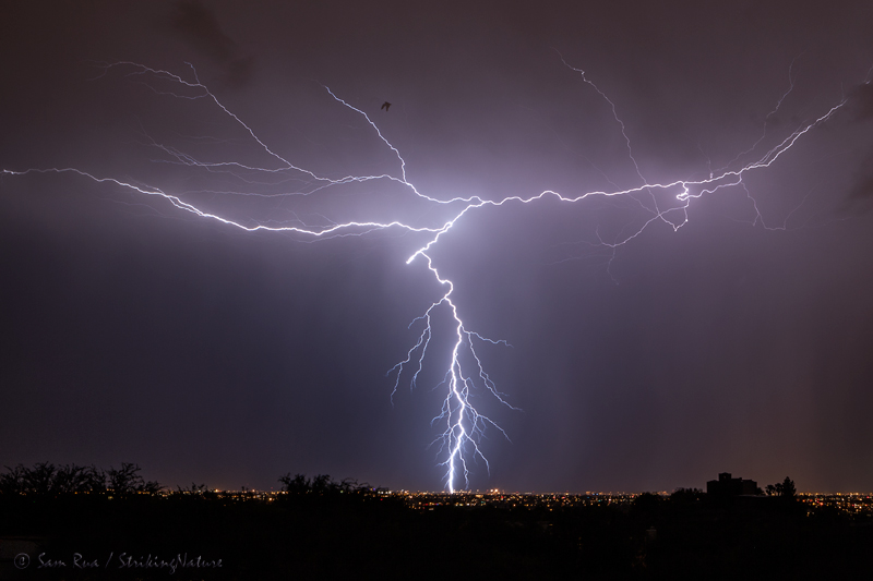 Lightning (and Bat) Over Tucson