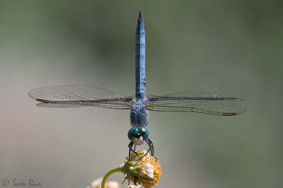 Blue Dasher Dragonfly (Male)