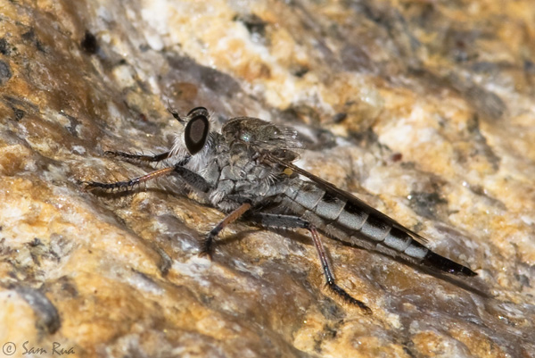 Robber Fly