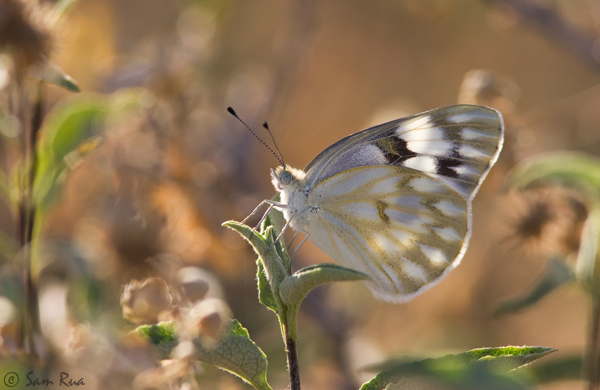 Checkered White Butterfly