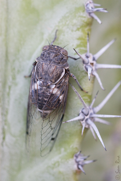 Cicada