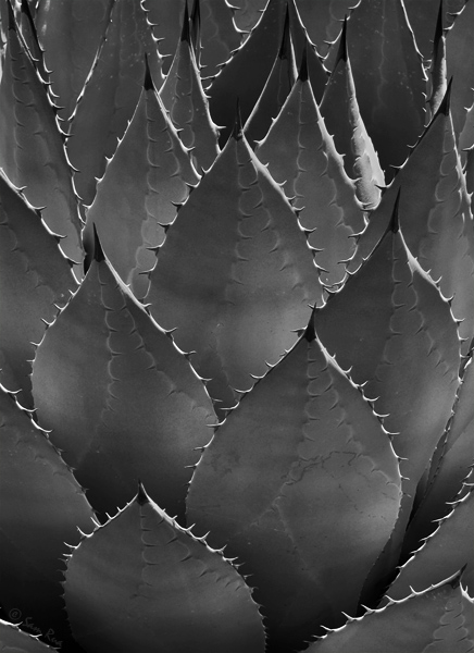 Agave