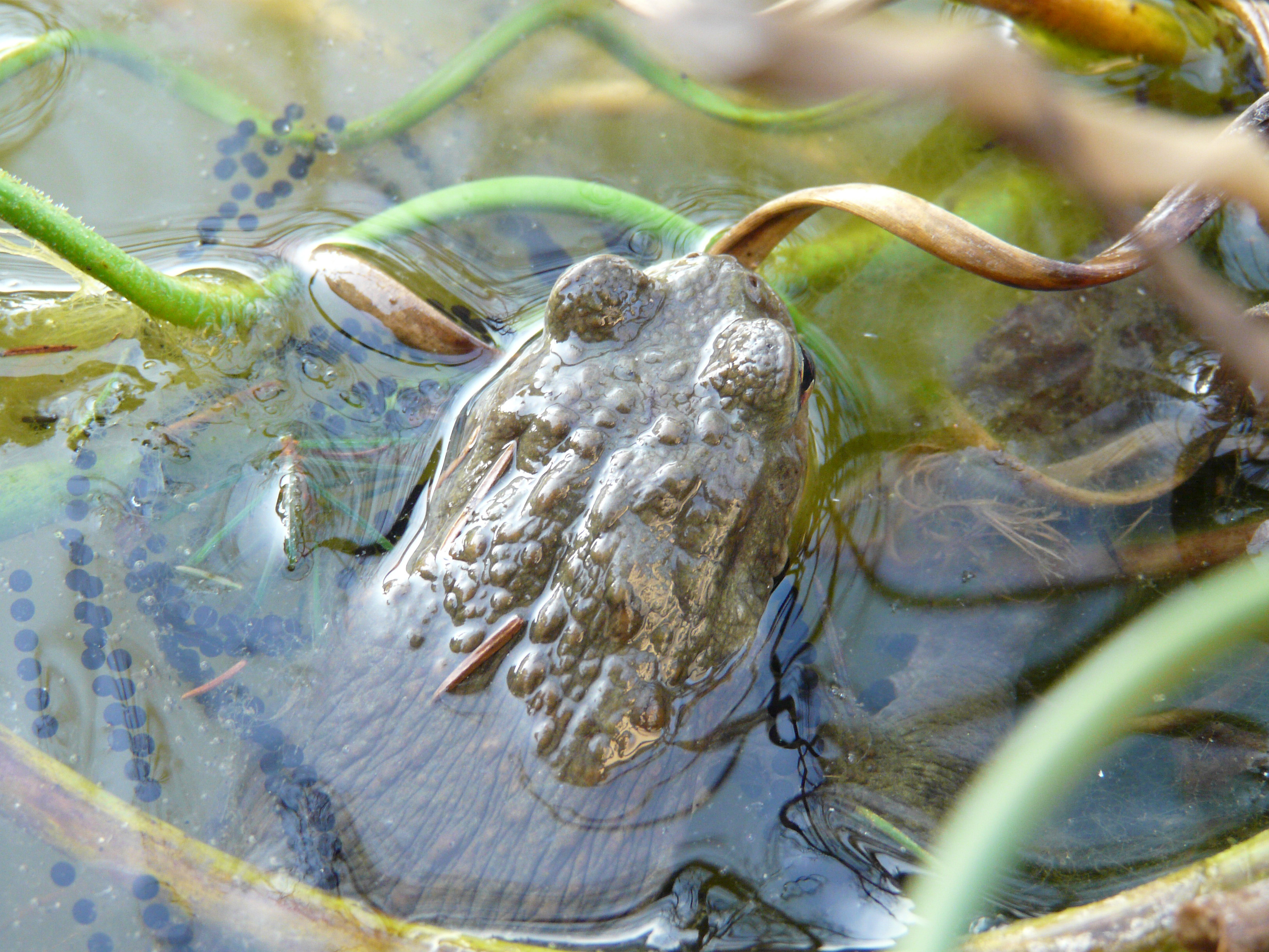 Sur une ponte de 8000 oeufs, seul 1% arrivera  maturite On a laying of 8000 eggs, only 1%  will become a  mature toad!