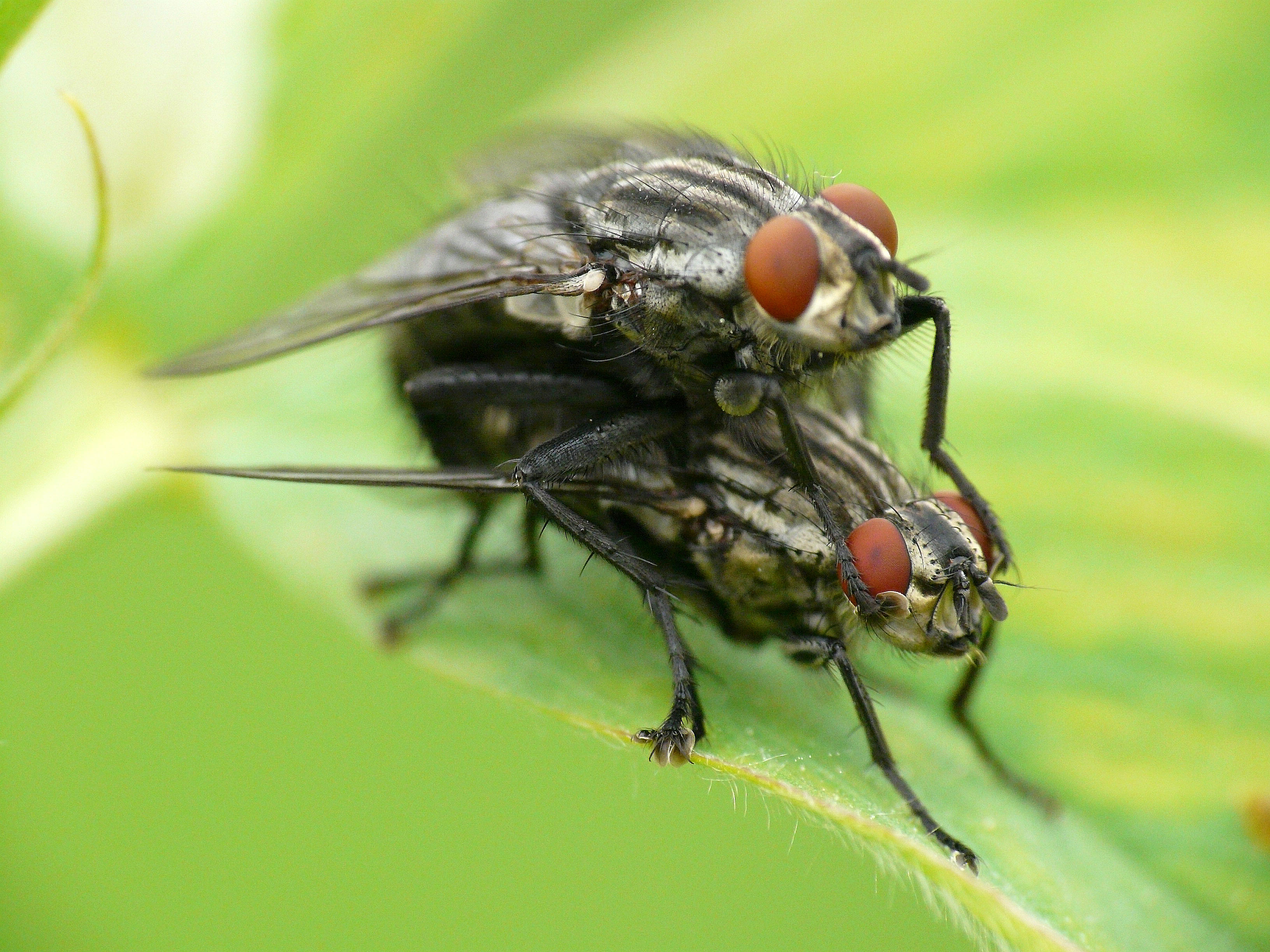Mouches damier saccouplant - Flies coupling