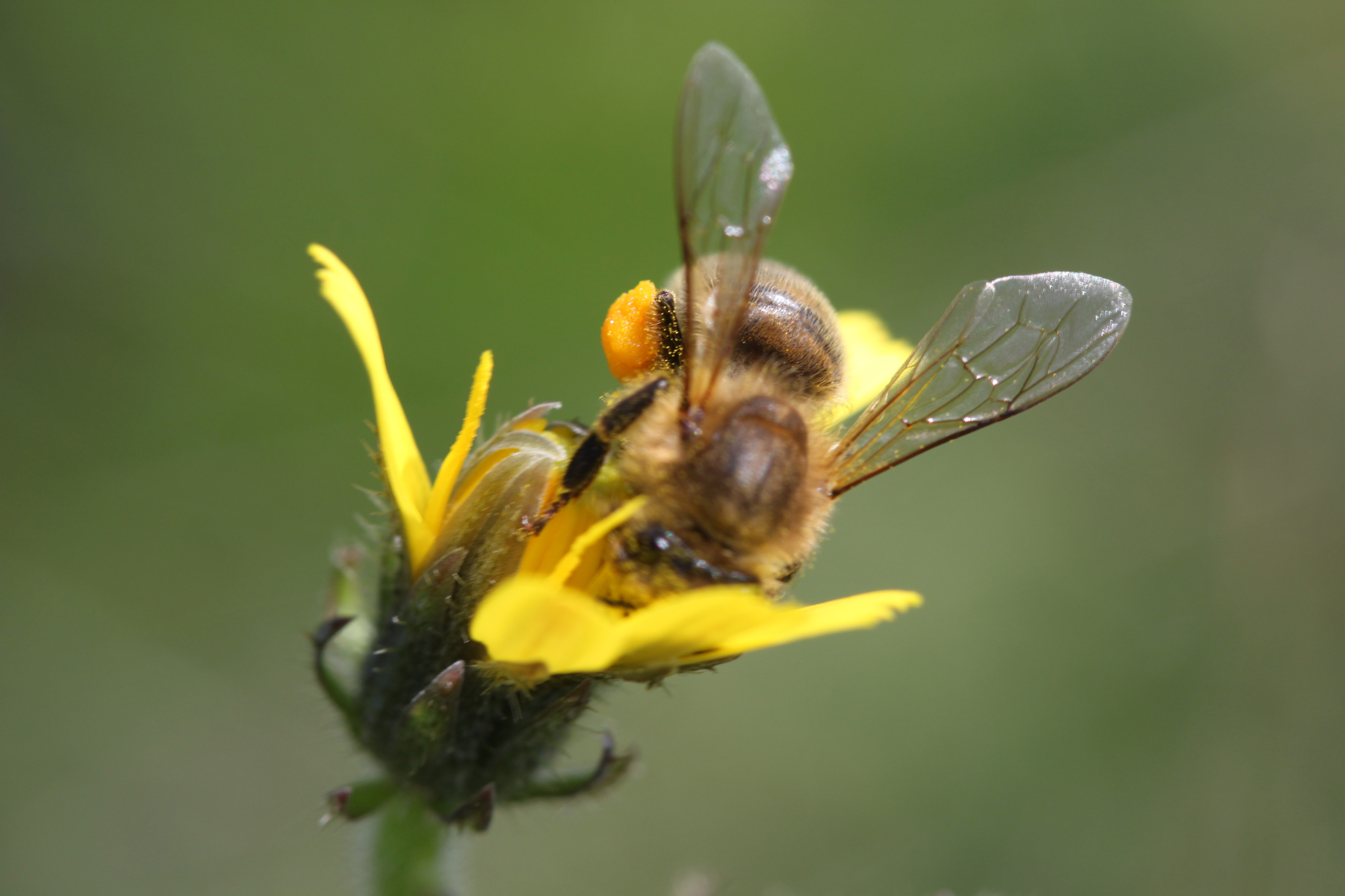 Abeille mellifre butinant