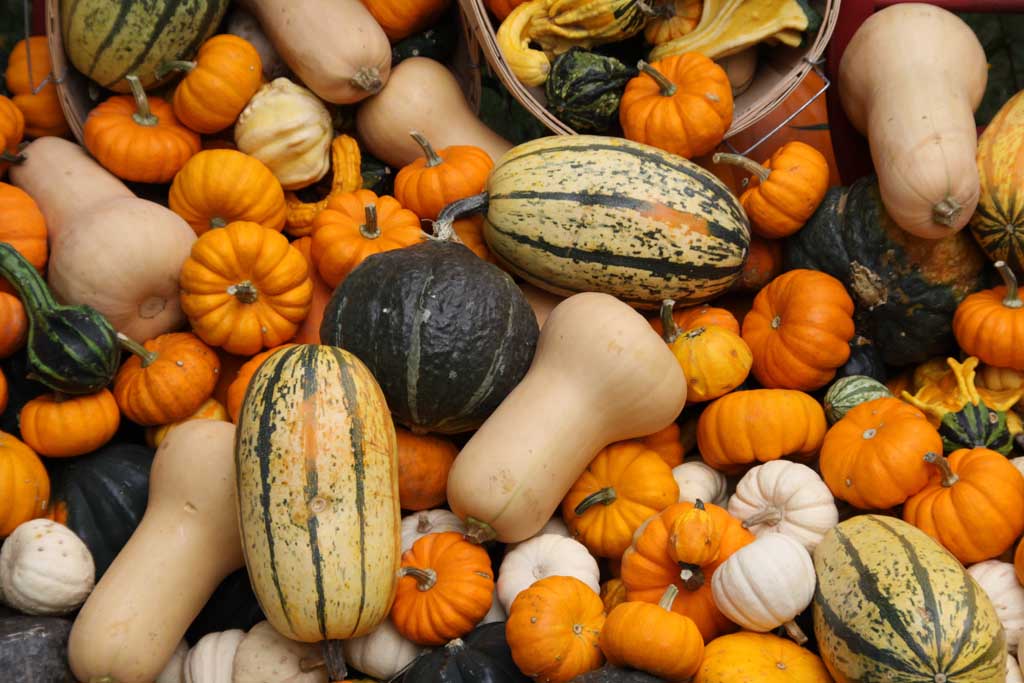 FALL FEAST
