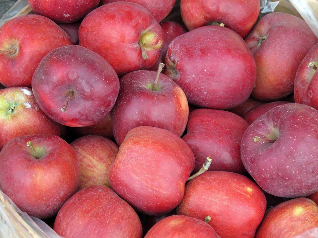 FALL BOUNTY