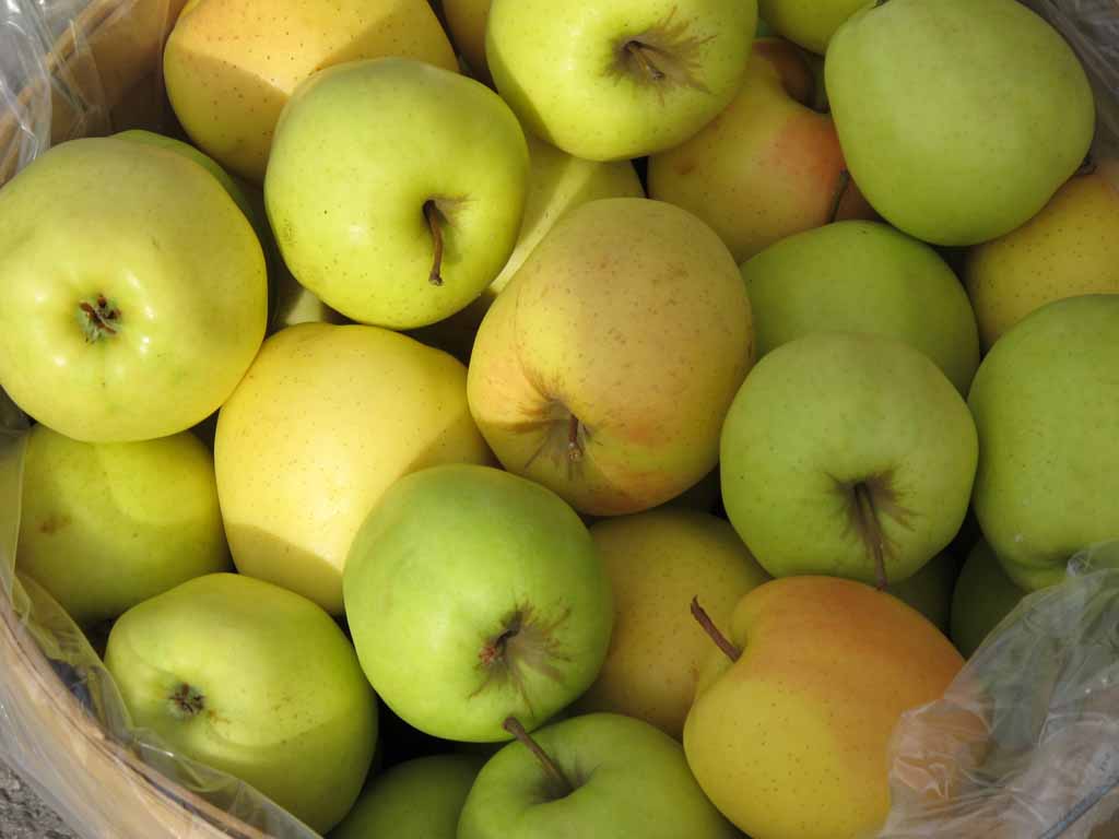 FALL BOUNTY II